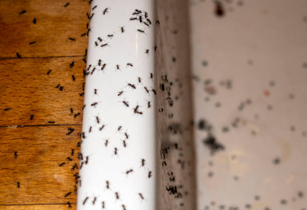 Best Pest Control Treatment  in Columbia City, IN